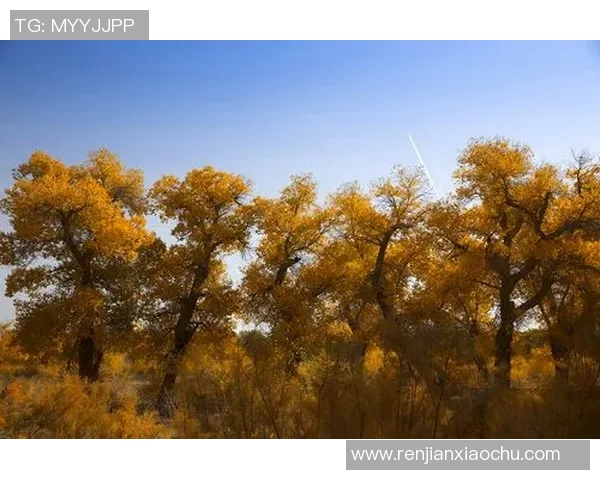 从零起步掌握街舞技巧与战术的全面指南与实战经验分享